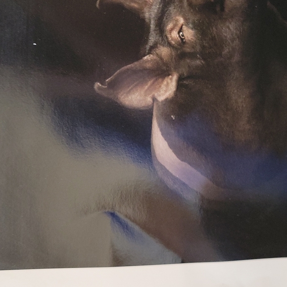 Lot of 2 Pig Piglet Promotional Photos Pictures 12" x 12" - Picture 6 of 6